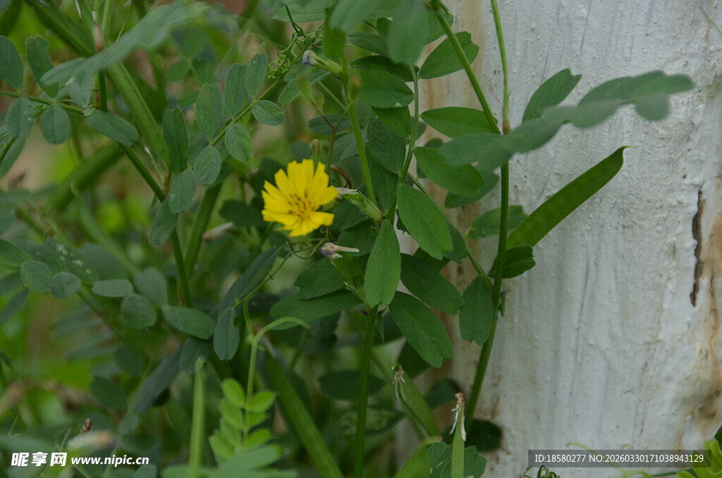 绿叶间的黄色小花
