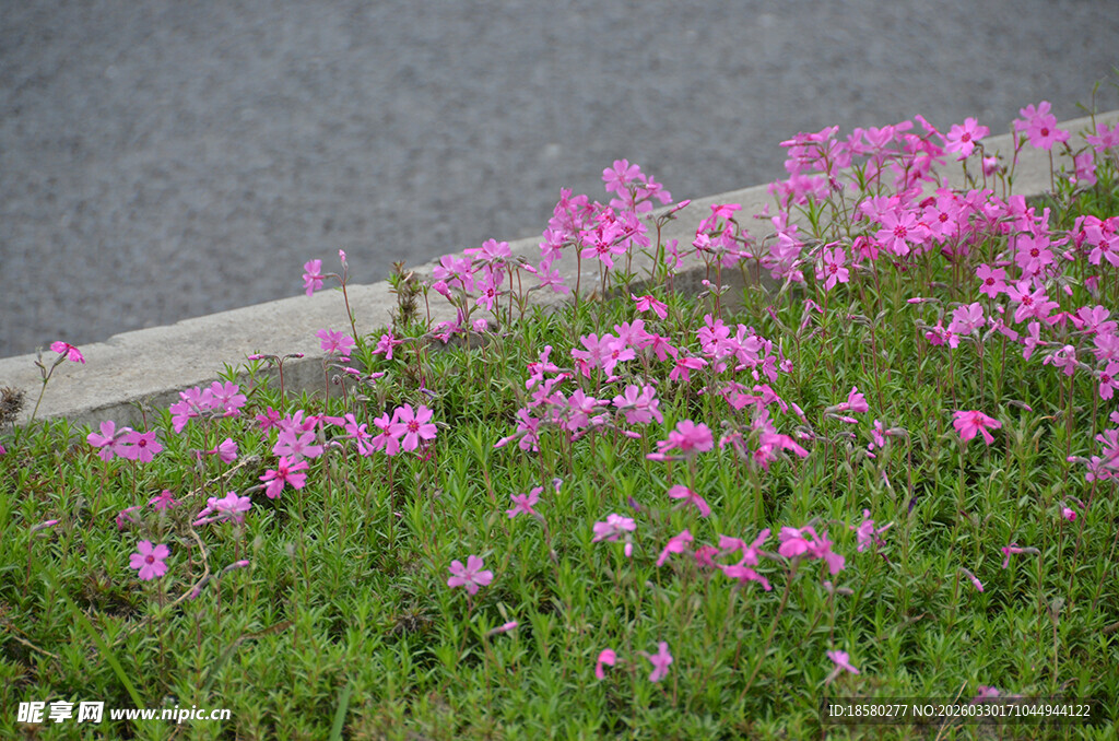 酢浆草路边绽放的粉色小花