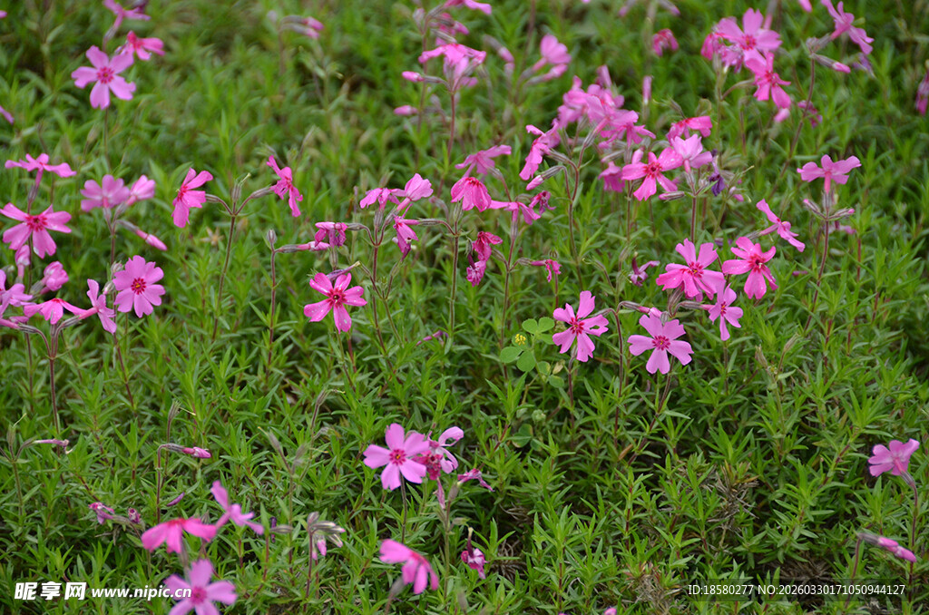 酢浆草粉色小花绽放于绿丛中