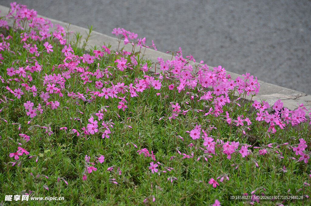 酢浆草路边绽放的粉色美丽花朵