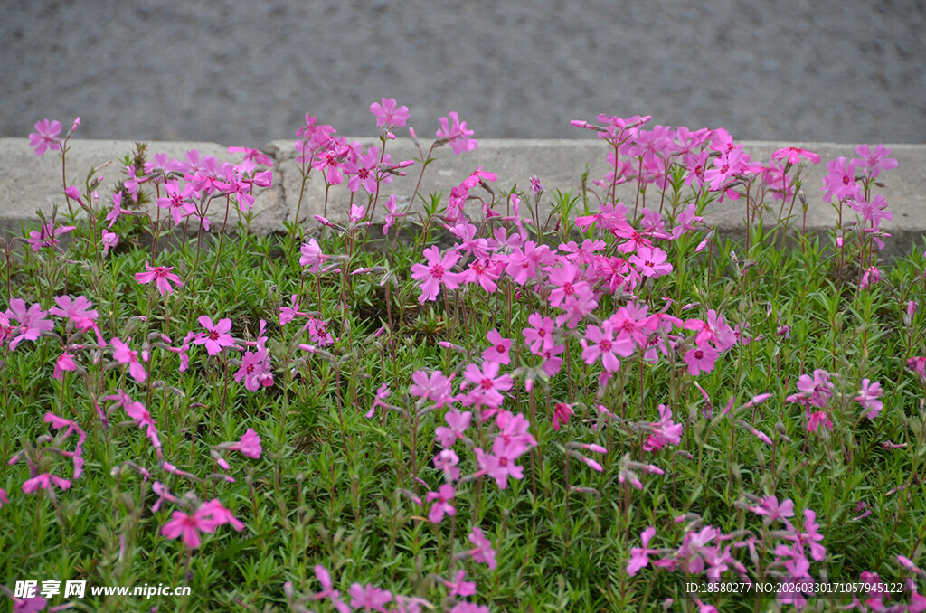酢浆草路边绽放的粉色小花