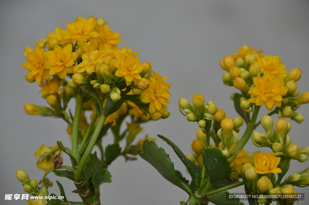 黄色万寿菊小花绽放生机