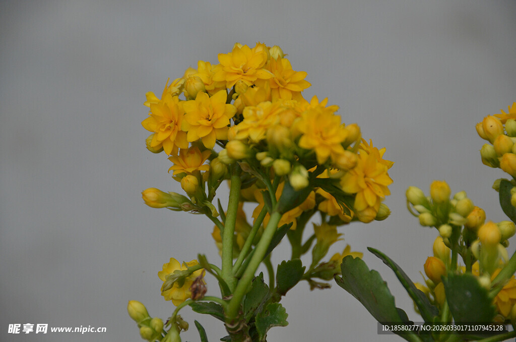 万寿菊黄色小花绽放生机