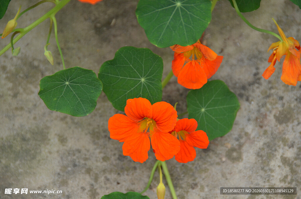 橙色旱金莲绽放于石上