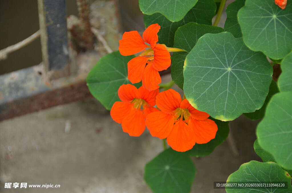 鲜艳旱金莲绽放绿叶间