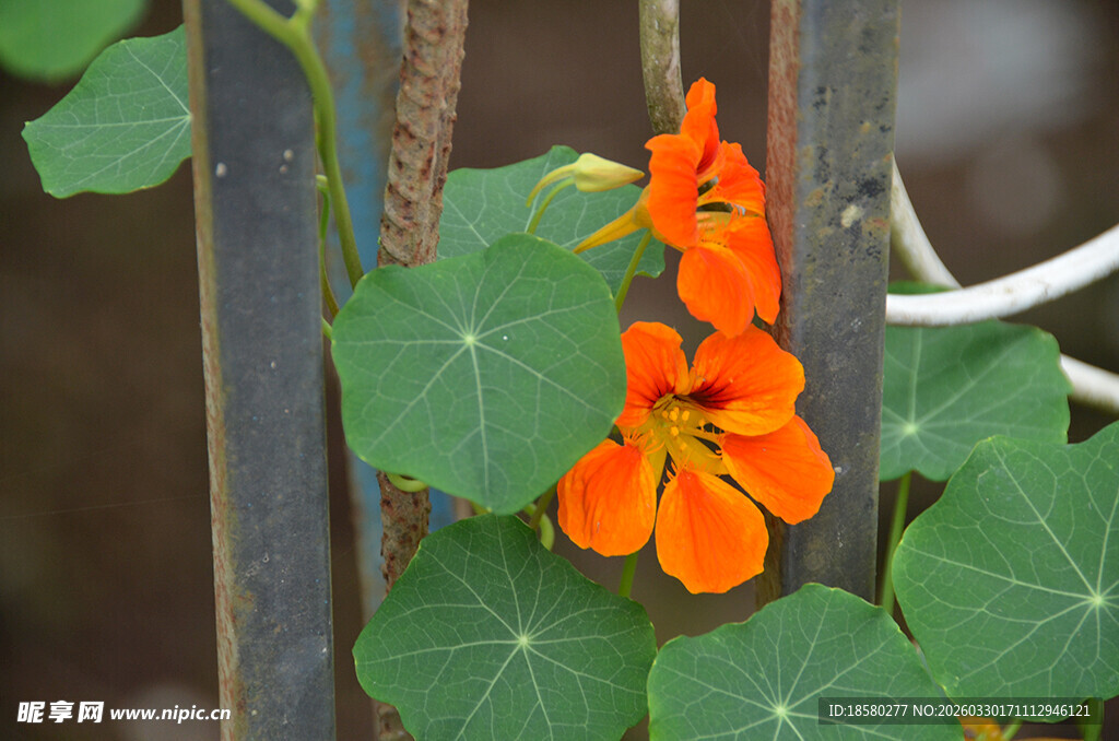 栅栏旁绽放的鲜艳旱金莲