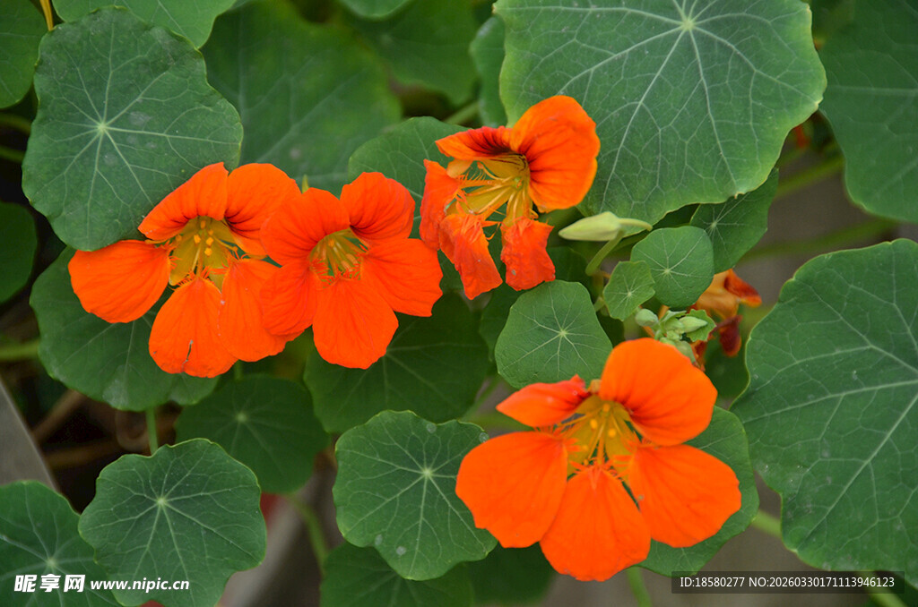 鲜艳旱金莲花朵绽放