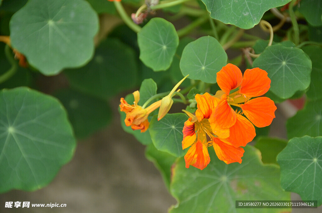 鲜艳旱金莲绽放绿叶间