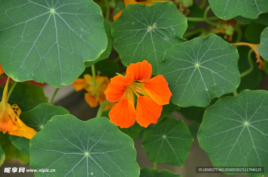 橙色旱金莲绽放绿叶间