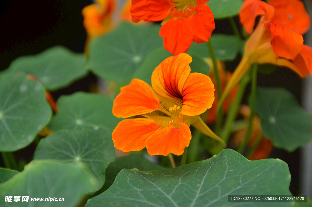 鲜艳旱金莲绽放绿叶间