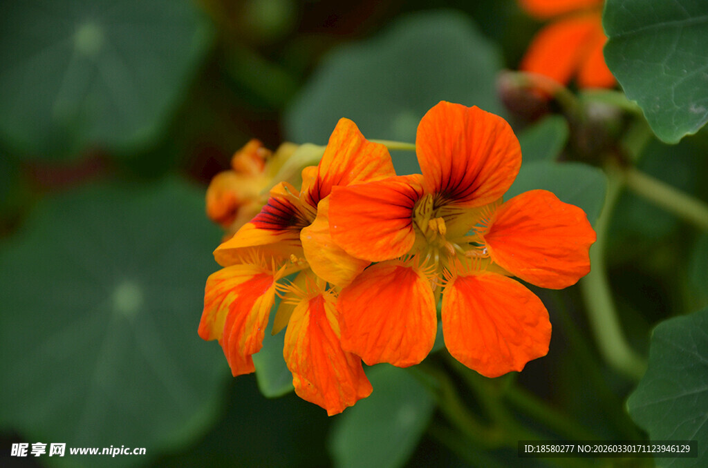 鲜艳旱金莲绽放