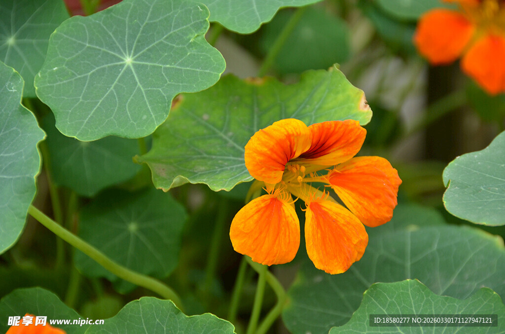 橙色旱金莲绽放绿叶间