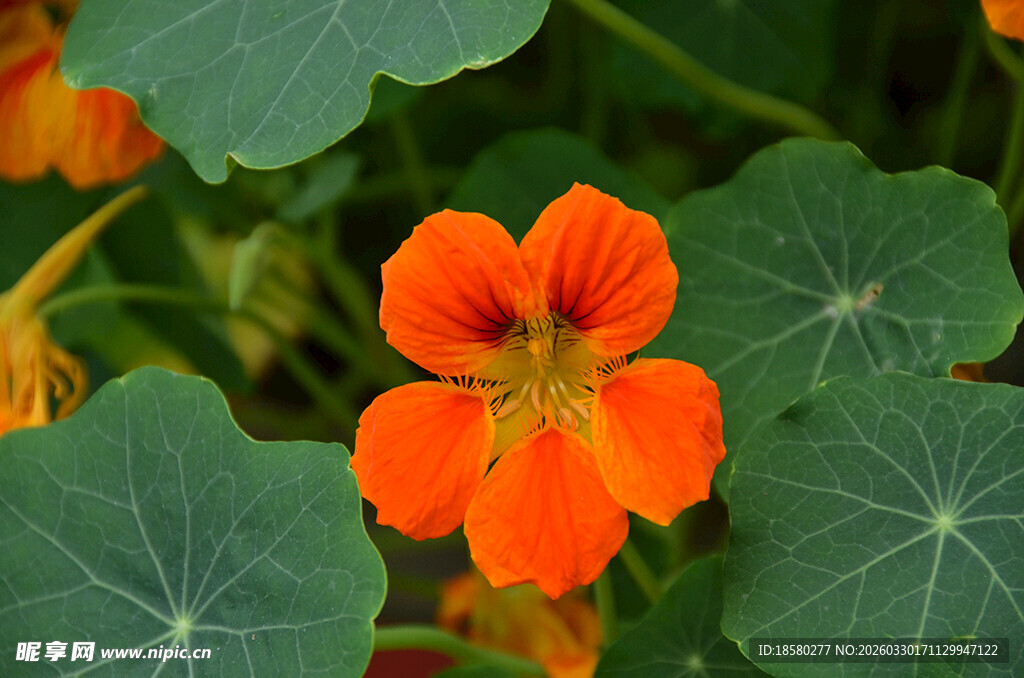 橙色旱金莲绽放绿叶间