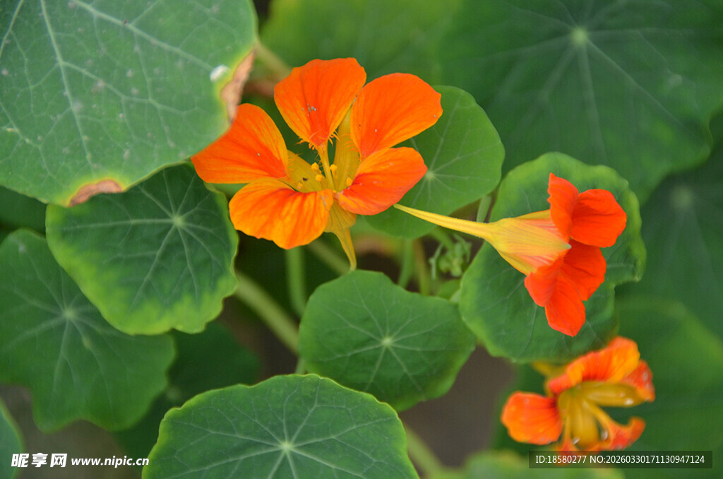 鲜艳旱金莲绽放绿叶间