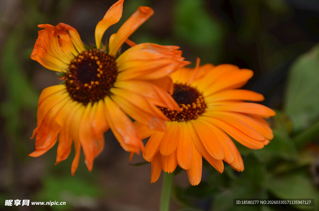 两朵堆心菊橙色花朵绽放
