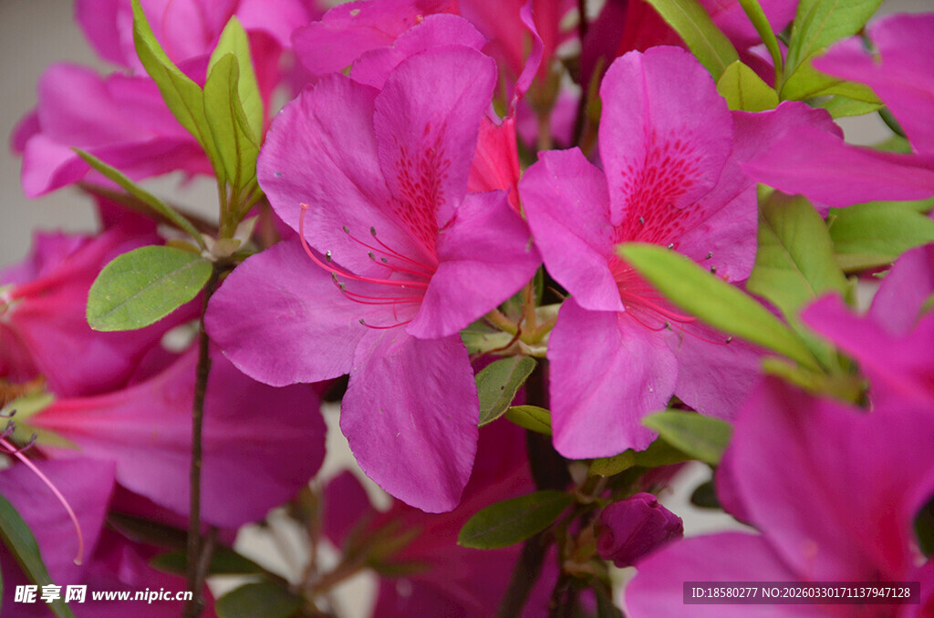 娇艳盛开的粉红色杜鹃花