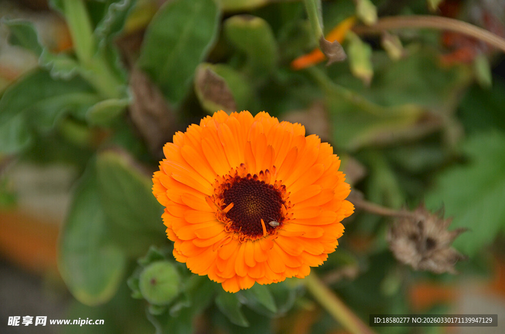 橙色金盏花特写