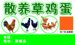 散养草鸡蛋宣传海报