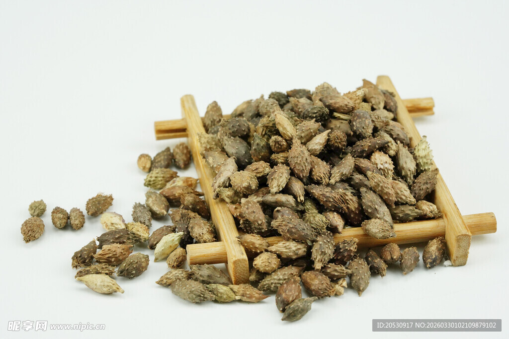 中药材草药苍耳子