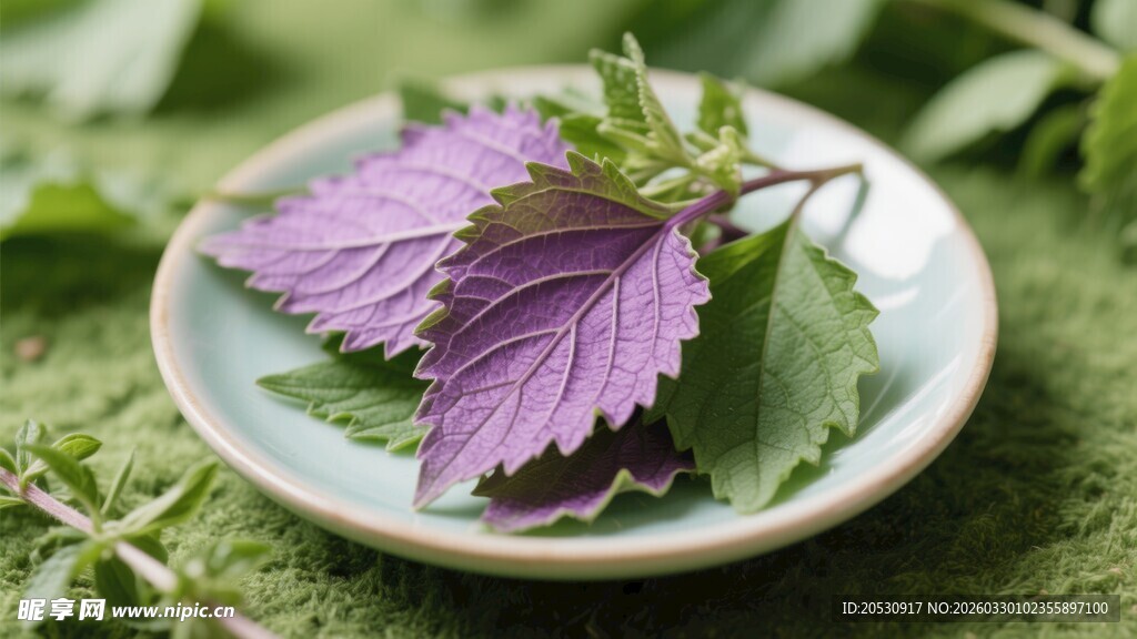 紫苏叶唇形科中药材解表散寒行气