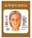 面部老化的特征