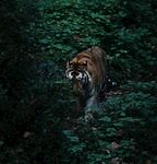 森林中行走的斑斓猛虎