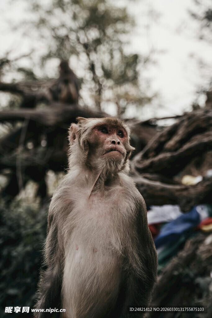 野外站立的猴子