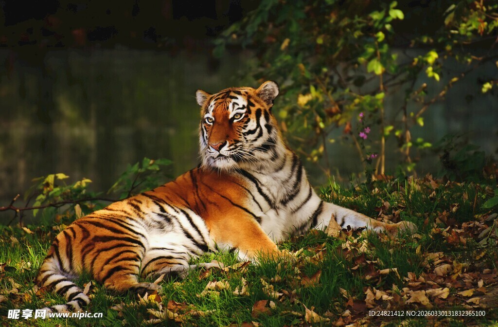 卧于草丛中的斑斓猛虎