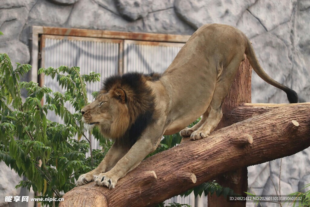 雄狮趴于树干上