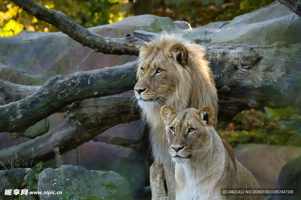 岩石旁的两只狮子