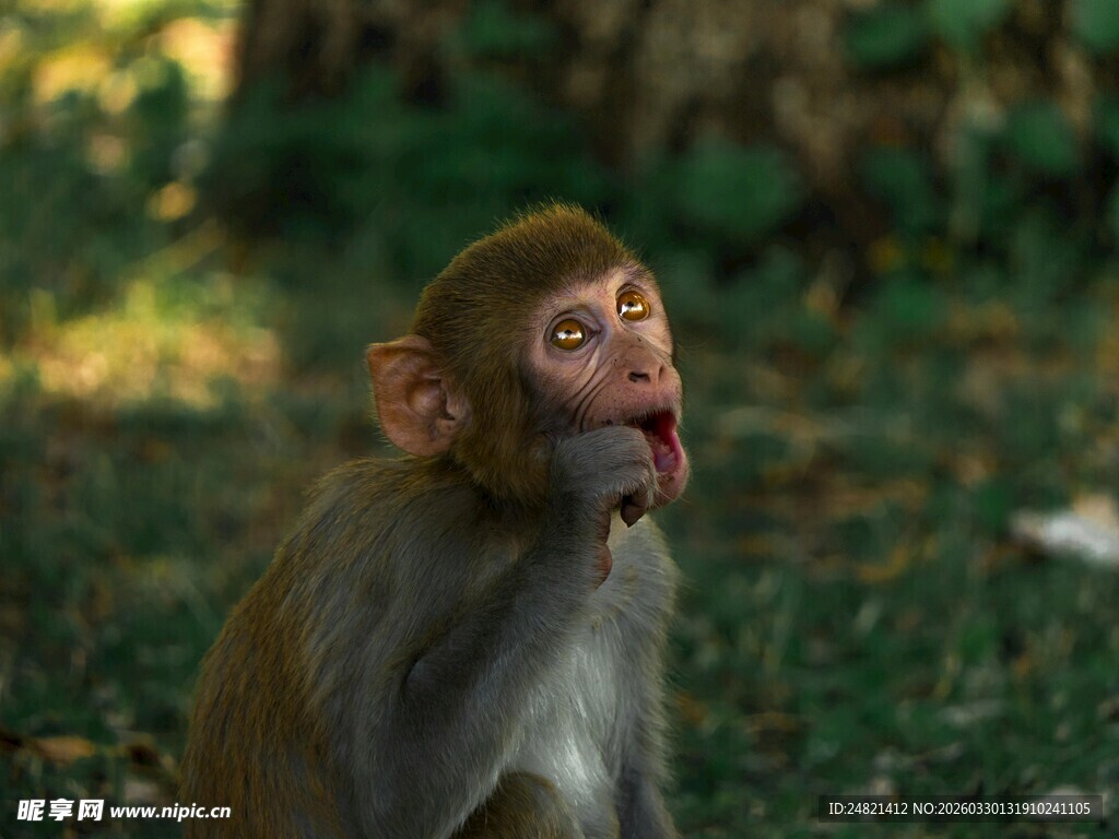林间可爱小猴
