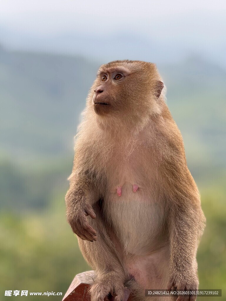 端坐眺望的猴子