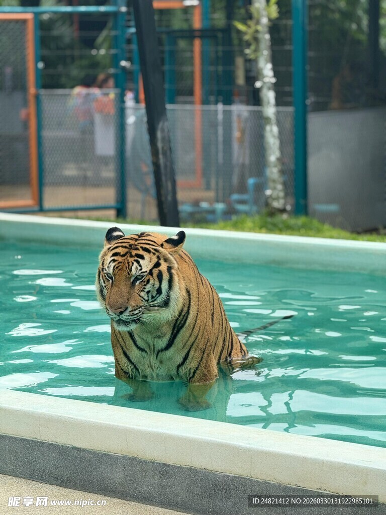 池中漫步的威武老虎