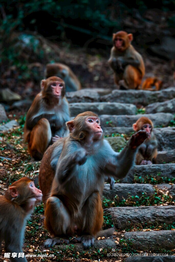林间群猴互动场景