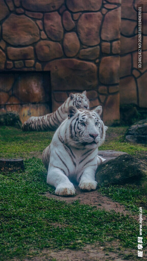 白虎休憩于草地