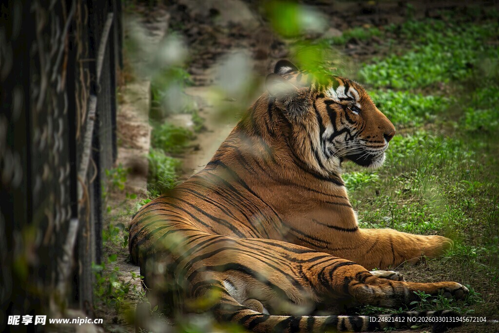 林中休憩的斑斓猛虎