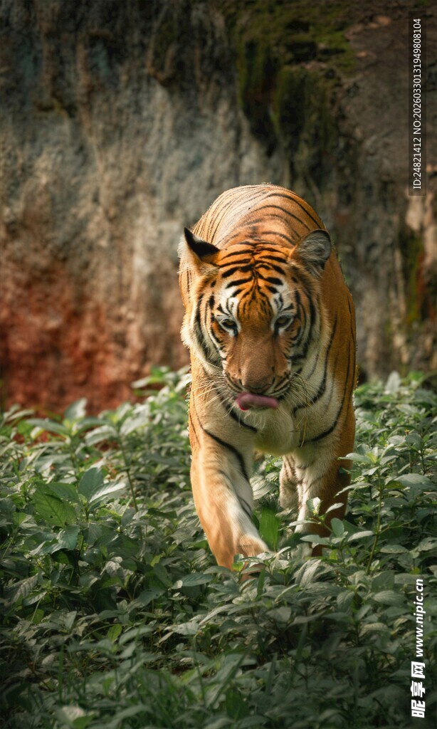 丛林中行走的威猛老虎