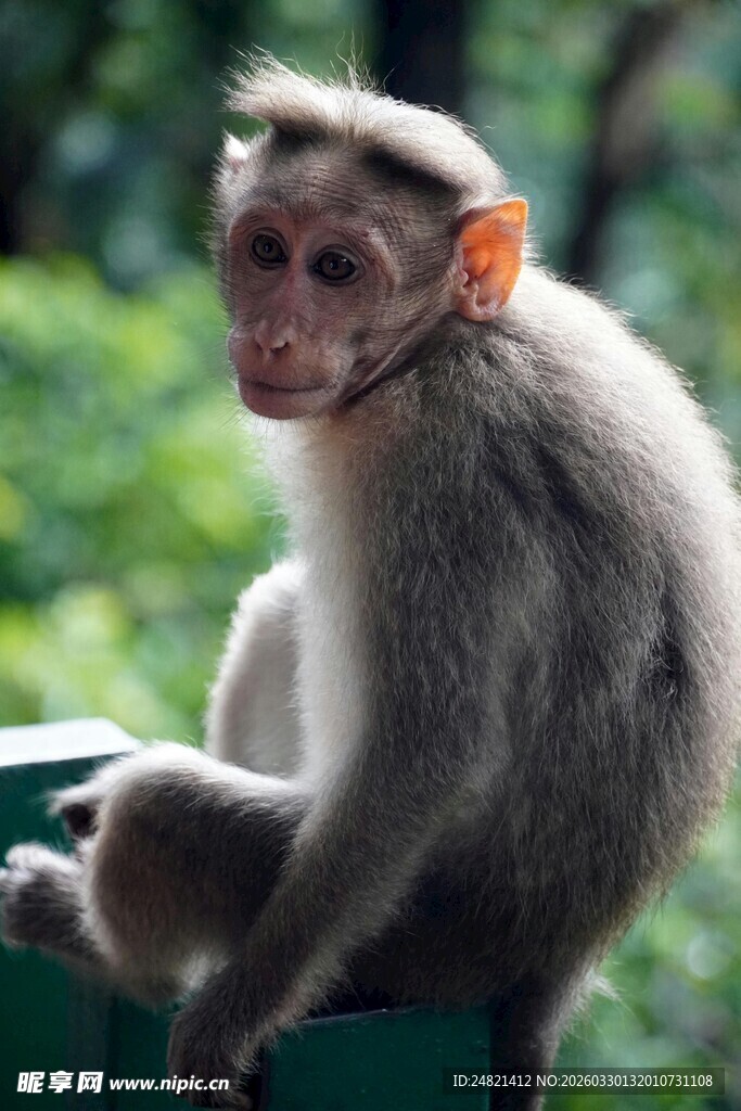 猴子坐于绿色物体上