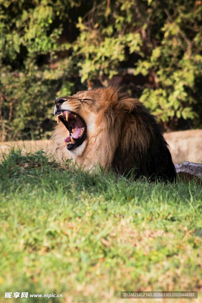 咆哮的雄狮