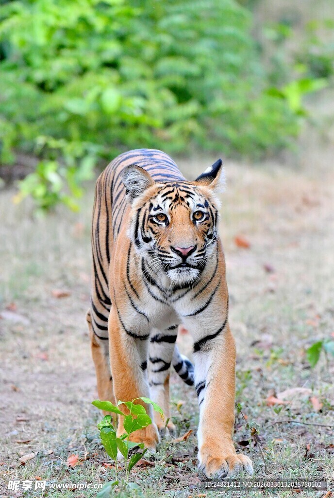 野外行走的斑斓猛虎