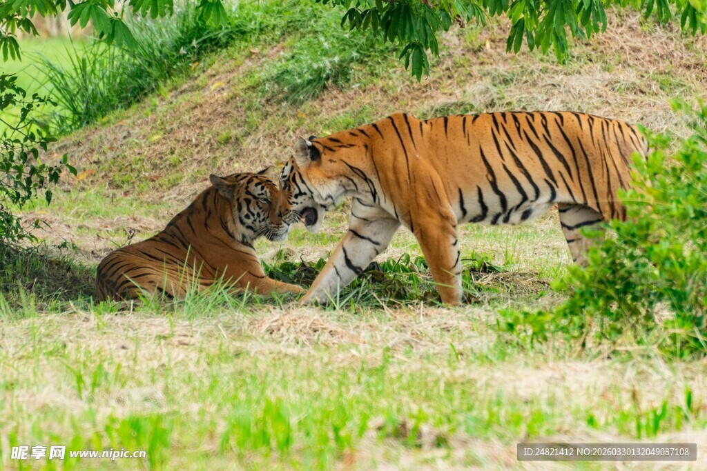 草地上的两只老虎互动