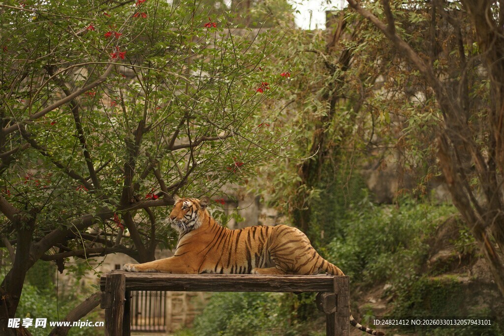 卧于木台的斑斓老虎