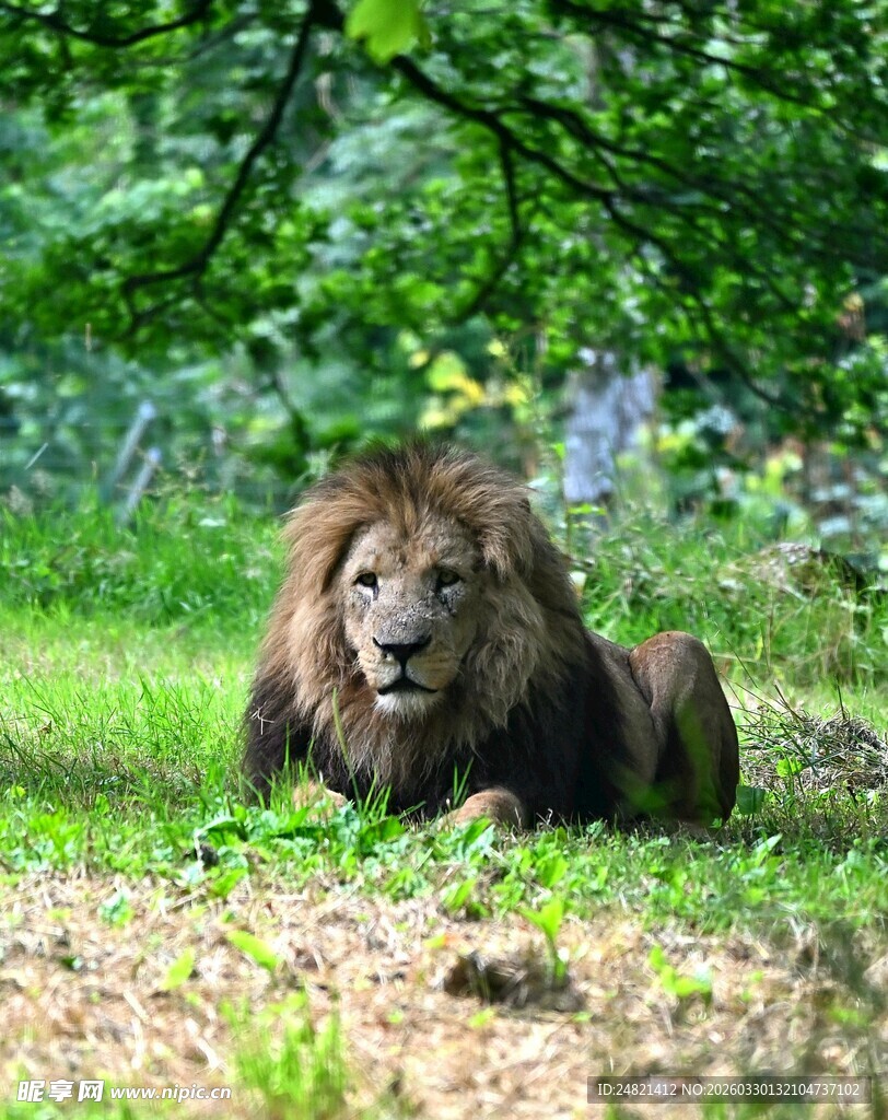 草原雄狮休憩图