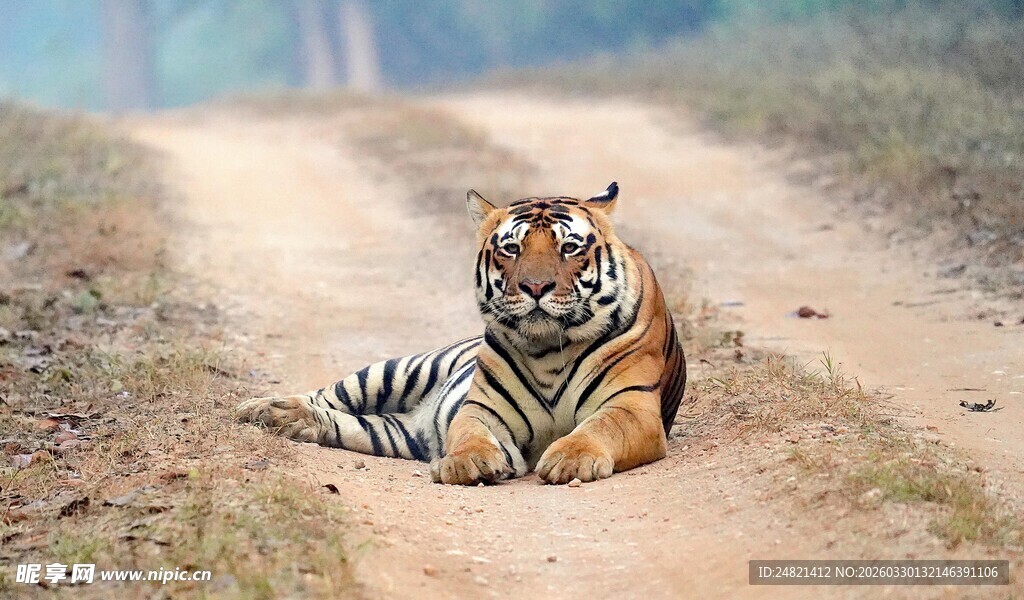 公路上休憩的斑斓猛虎