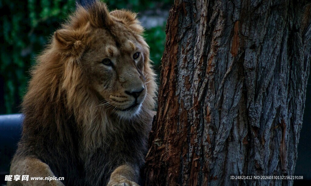 雄狮倚树神态威严