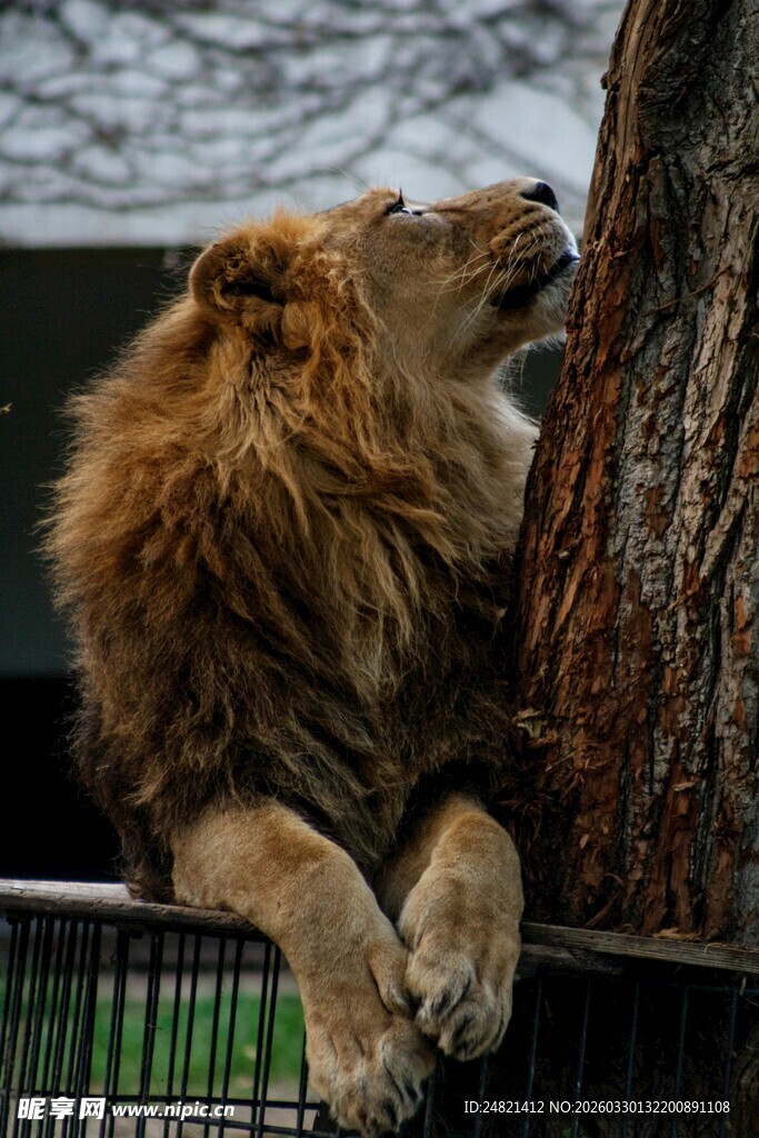 雄狮倚树神态悠然