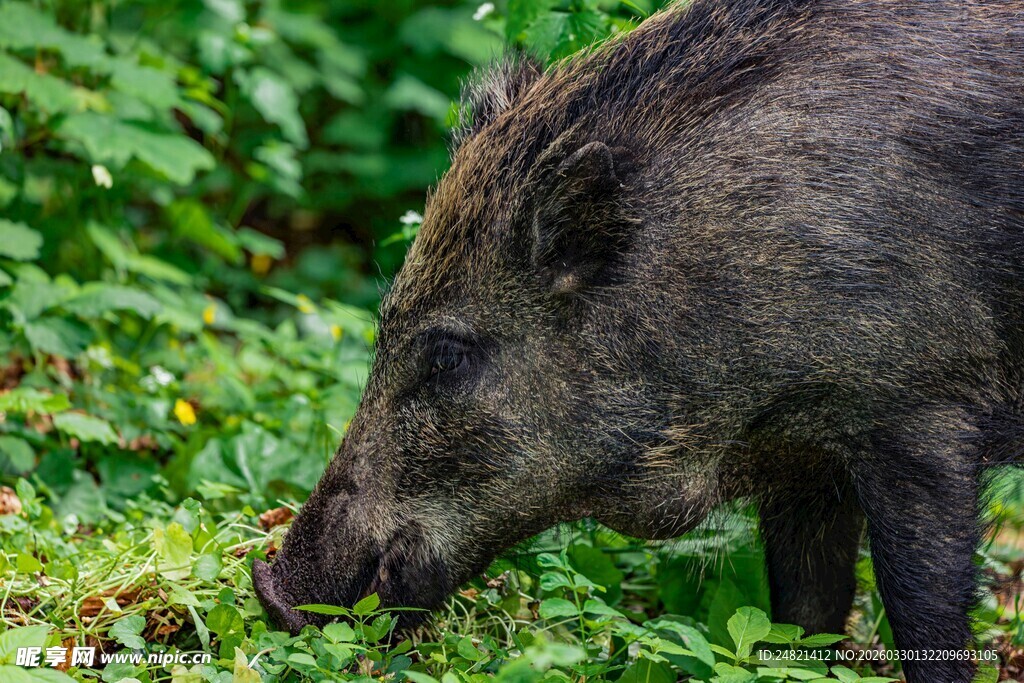 野外觅食的野猪