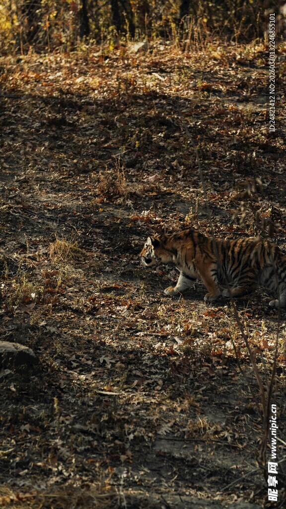 秋日田野的犁耕痕迹