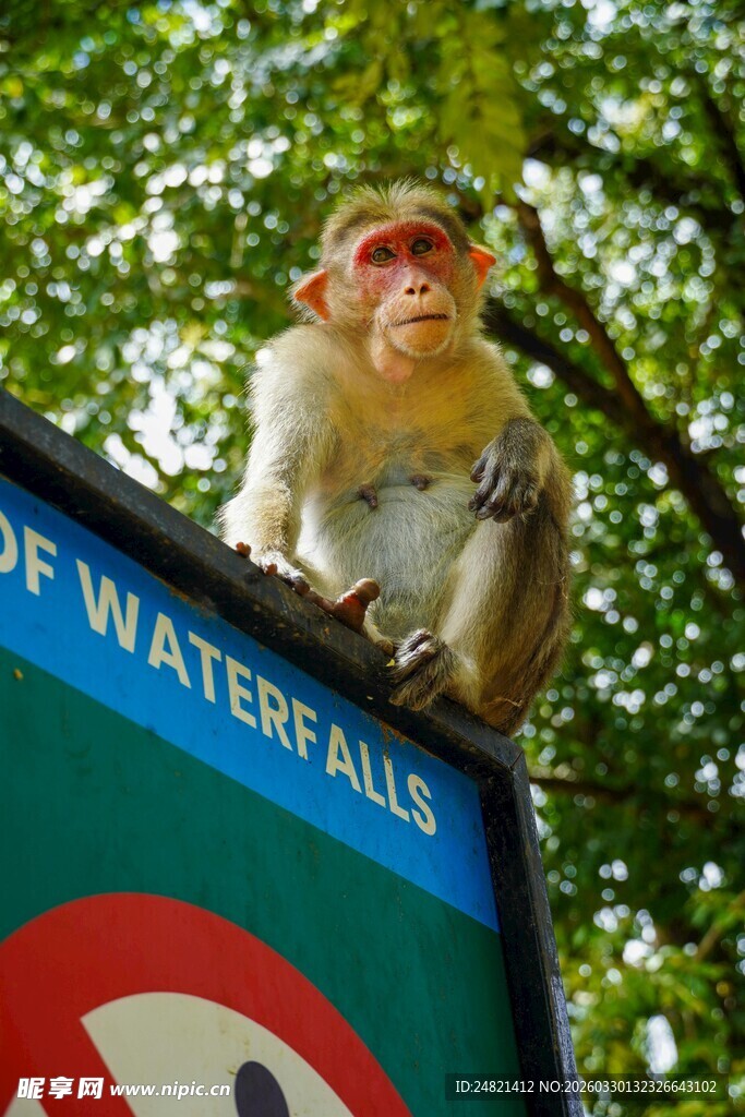猴子坐于指示牌上