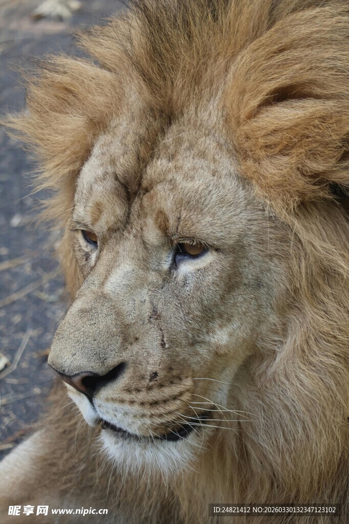 雄狮特写